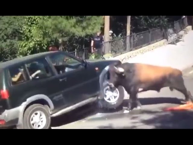 Watch this Video of Nissan Terrano Attacked by Angry Bull