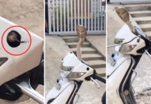 snake in scooter
