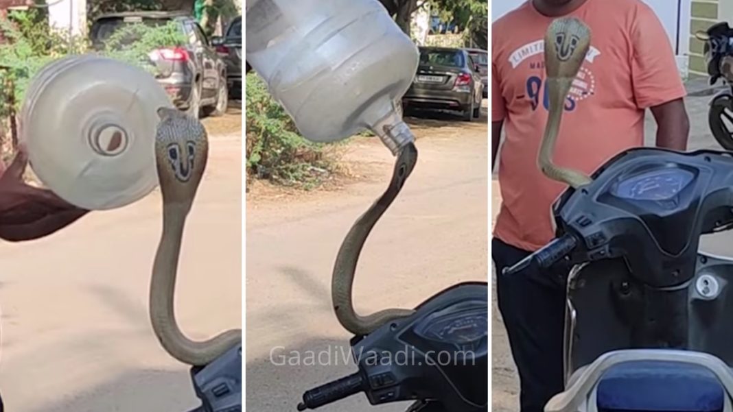 Here's How Cobra Was Rescued From Honda Activa