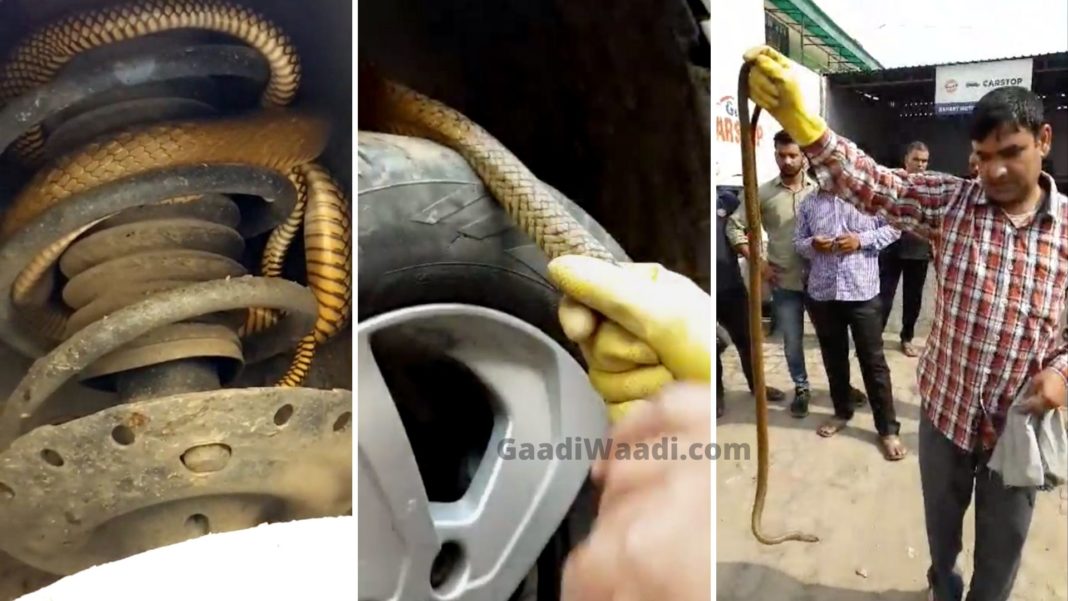 Snake Finds Its Way Into a Honda City, Rescued Safely [Video]